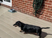 Black and Tan Dachshund Boy