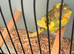 Budgies for sale  ready for breeding