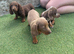 3 beautiful puppies for sale
