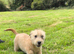 Two Glen of amaal Terriers pups