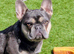 Female Lilac Micro French Bulldog