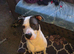 Staffy cross lab