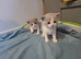 Full Britishshort kittens