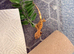 Crested geckos available