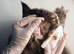 &pound;10 microchipping for all cats and dogs