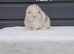 Stunning purebred mini lop rabbits