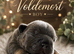 Beautiful Big Rope French Bulldog Puppies Ready to Steal Your Heart