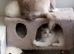 Adorable Pure breed Ragdoll kittens available to everloving homes