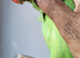 Rare Baby Double split Opaline and Cleartail ringneck Parrot Baby