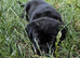 KC registered black chunky Labrador puppies.