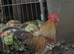 Stunning Mille Fleur Bantam Cockerel