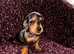 Mini dachshunds
