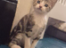 Beautiful female tabby kitten looking for a home