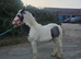 Beautiful temperament cob colt