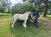 12.3hh piebald cob mare 3yrs old