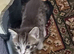 2 adorable kittens for sale