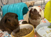 Young bonded males
