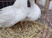 Pekin ducks pending collection