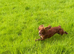 Lovely female spaniel