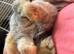 Girl mini lop