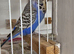 Budgies