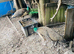 Peahen - Indian blue for sale