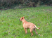 6.5 month old mastiff x