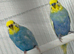 Rainbow budgies