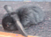 Joblot rabbits