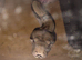 Boa constrictor snake