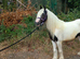 Driving cob filly