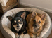 POMCHI
