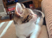 Adorable Kittens looking for a new home