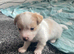 3/4jackrussel1/4chiuhaha