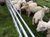 Registered pedigree Ryeland sheep