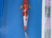 Koi carp 37cm sanke