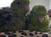 2 gorgeous handtame baby lineolated parakeets