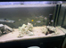 Malawi cichlids