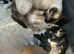 Kittens now ready to go 2now available