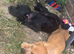 13 week patterdale male