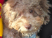 Desperately searching for new home cavapoo dapple colour 14 weeks