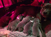 1 puppy left due to time wasters
