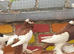 Reversing pouter pigeons for sale