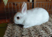 Netherland dwarf x Dutch sweet baby boy and girl available NOW. Norfolk.