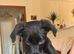 Labrador x collie