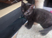 2 months plus kittens for sale