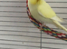 Lovely young pale yellow budgies male and female