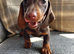 Dachshund