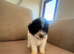 Toy poodle Puppies