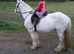16.2hh TGCA cob gelding